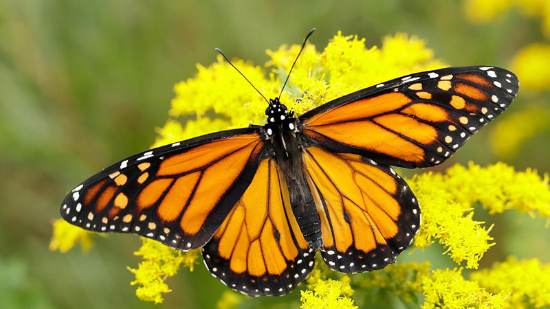 Monarch butterfly conservation