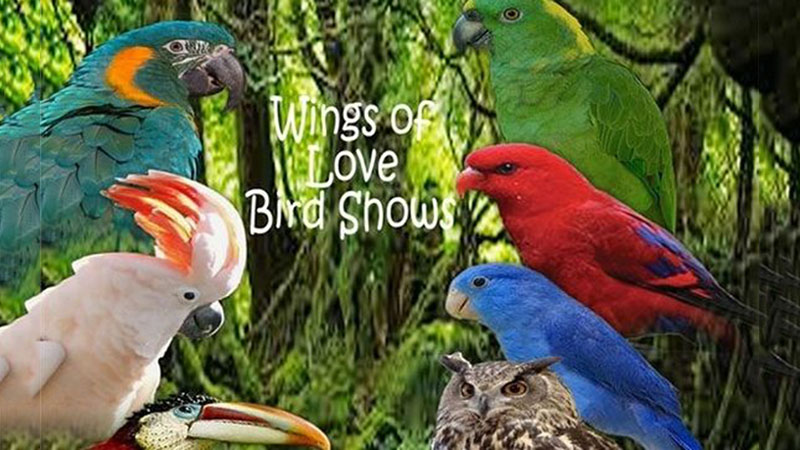 Wings of Love Bird Show with collage of exotic birds