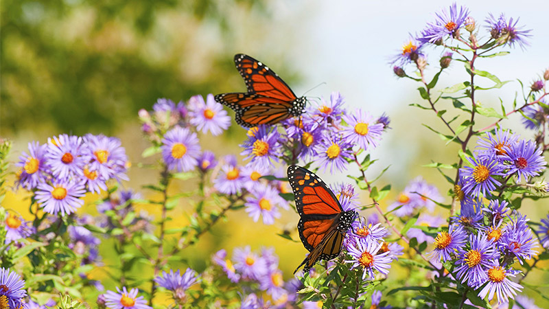 A photo of two butterflies on a patch of purple asters