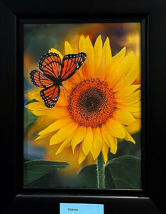  Photo of a Viceroy Butterfly above a sunflower bloom framed in a black frame.