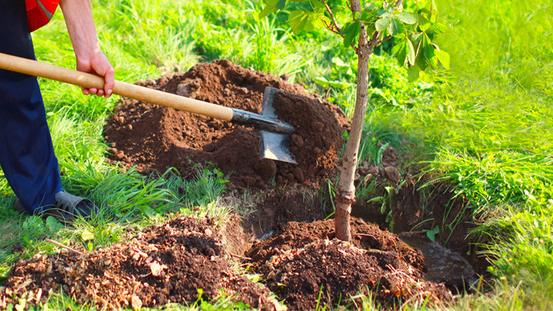 Fall Tree Planting - Person shoveling dirt into a hole with a new treewith root ball placed into hole