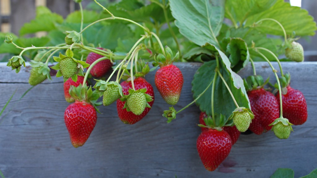 Growing Strawberries in the Home Garden