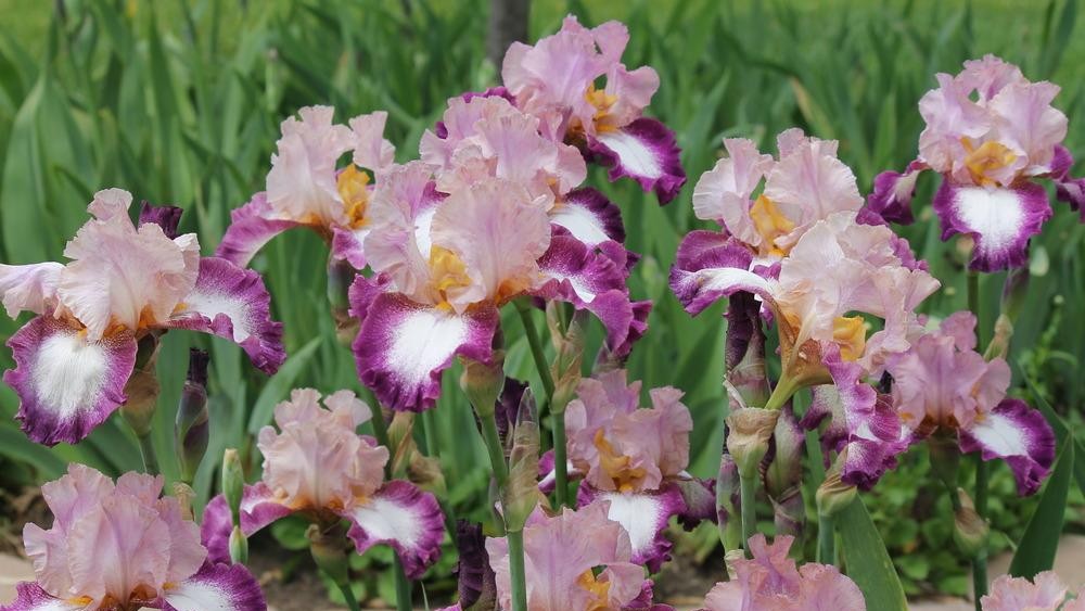 Leavenworth County Master Gardeners presents – Growing Bearded Iris