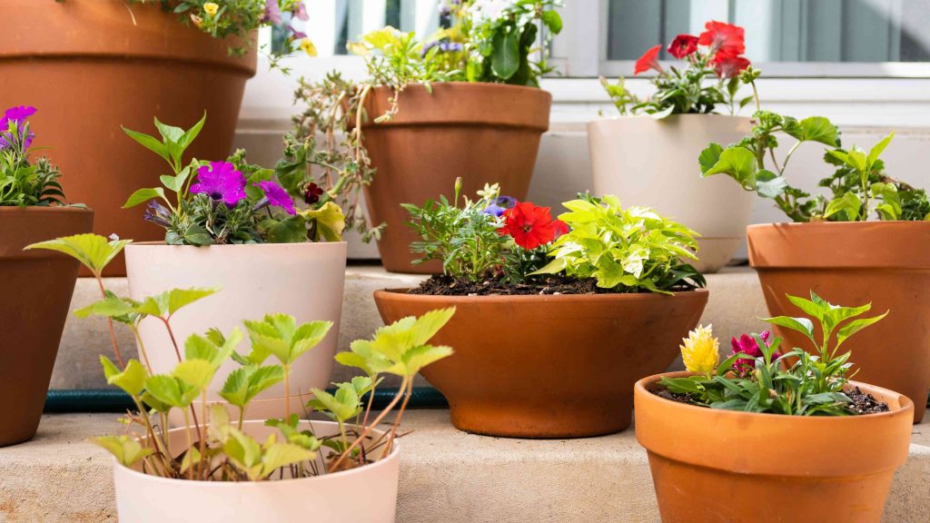 Container Gardening: Native and Pollinator-Friendly Plants