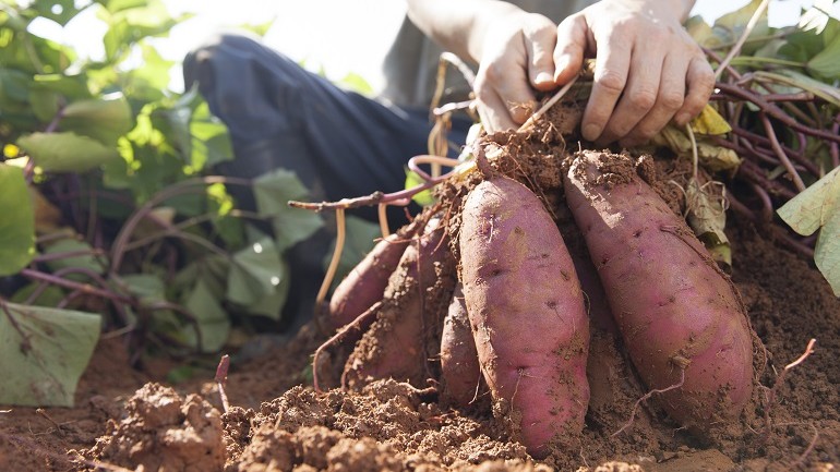 Master Gardeners presents How to Grow Sweet Potatoes in Northeastern Kansas