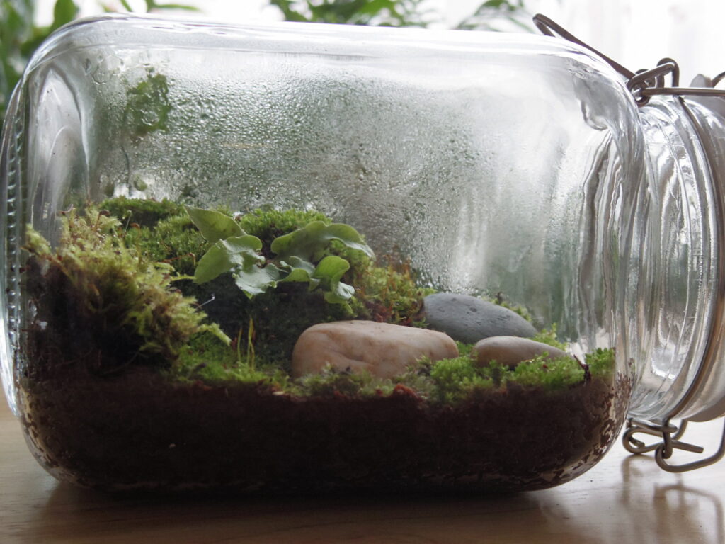 Teen Summer Reading: Terrariums