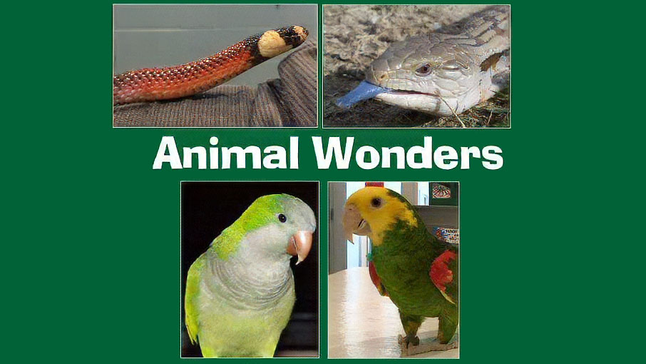 Animal Wonders KC at BLMS Gym