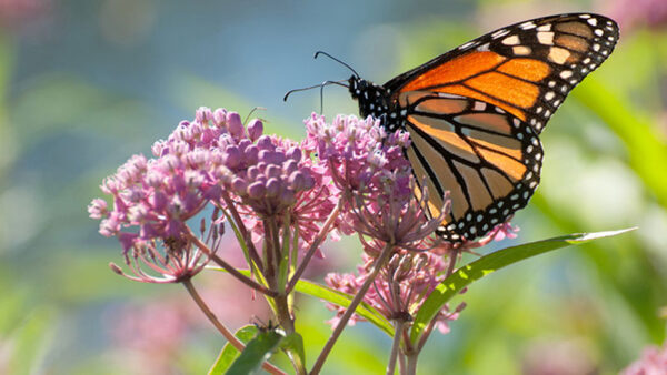 Master Gardeners – Starting a Pollinator Garden